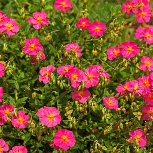 Helianthemum rosa