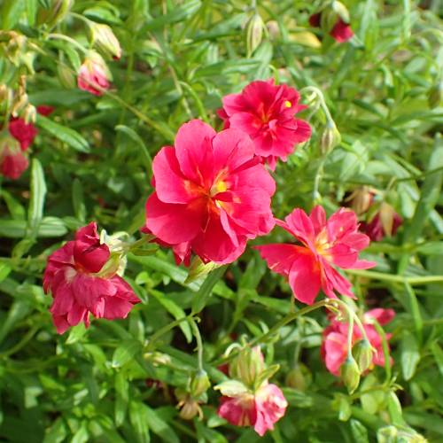 Helianthemum rojo