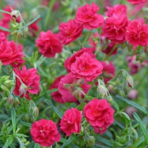 Helianthemum rojo