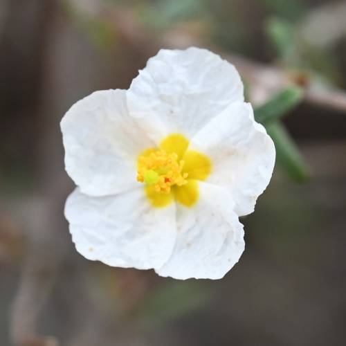 Helianthemum blanco