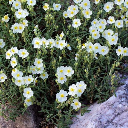 Helianthemum blanco