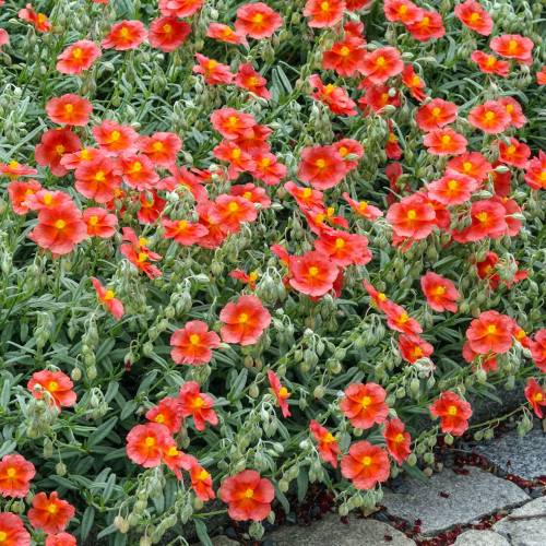 Helianthemum naranja