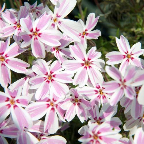 Flox enano, Flox musgoso  'Candy Stripes'