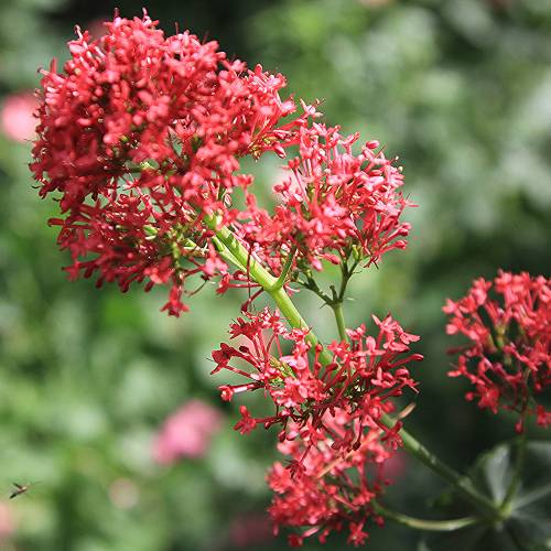 Valeriana roja