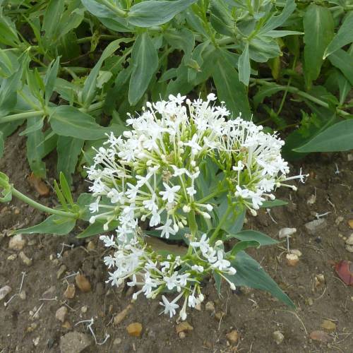 Valeriana blanca