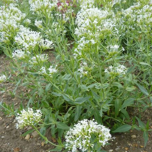 Valeriana blanca