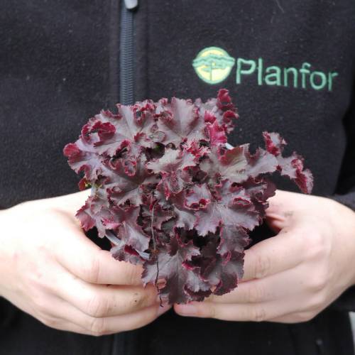 Heuchera 'Melting Fire'