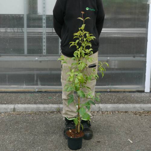 Cornejo de Hong Kong