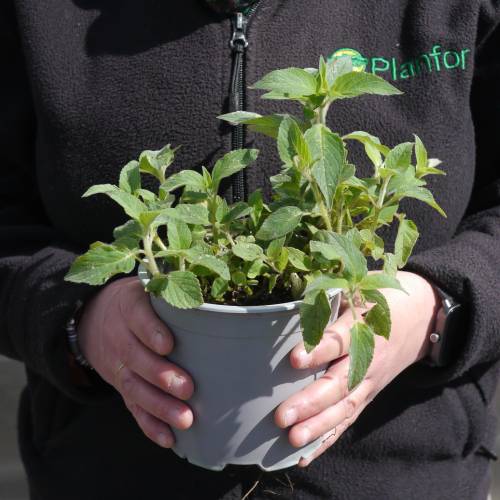 Salvia pionera, hierba de burro, salvia