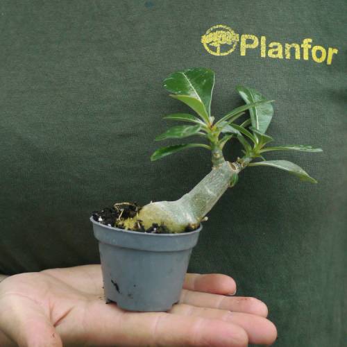 Rosa del desierto - Flores rosas