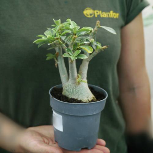 Rosa del desierto - Flores rosas