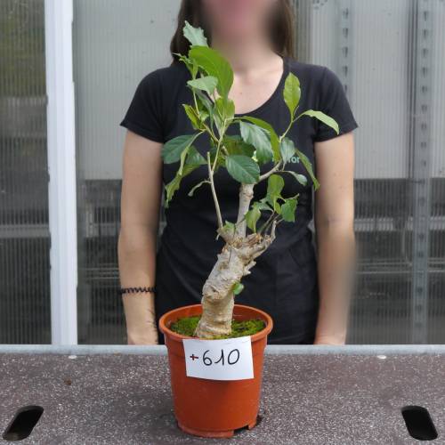 Baobab Specimen