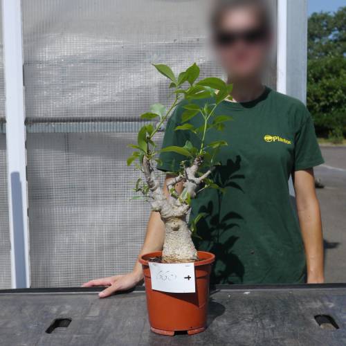 Baobab Specimen
