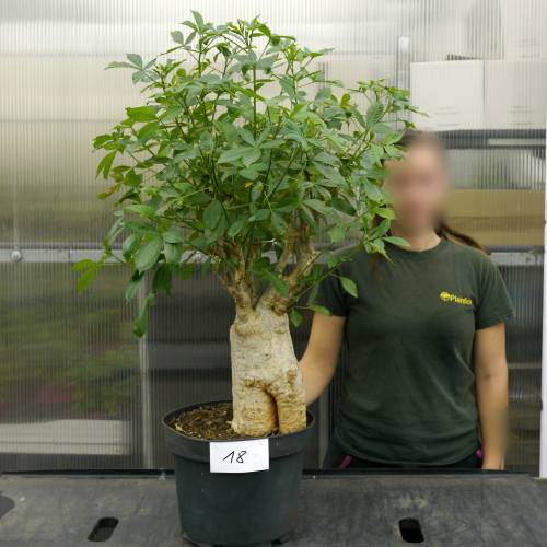 Baobab Specimen