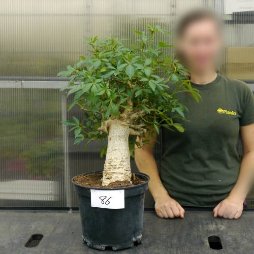 Baobab Specimen
