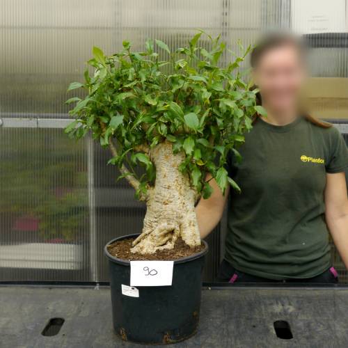 Baobab Specimen