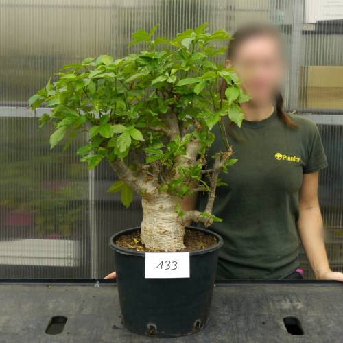 Baobab Specimen