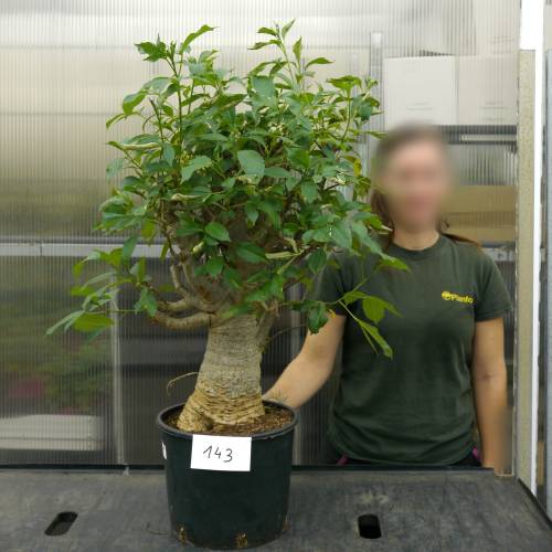 Baobab Specimen