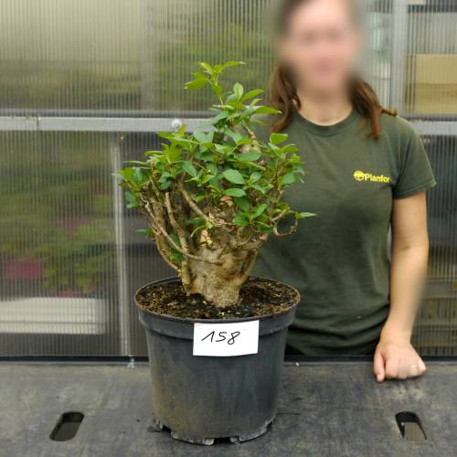 Baobab Specimen