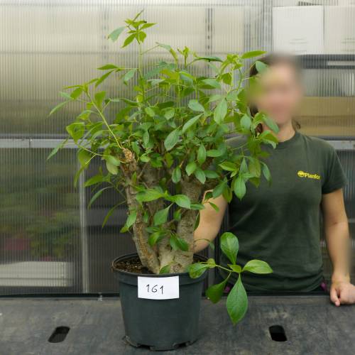 Baobab Specimen