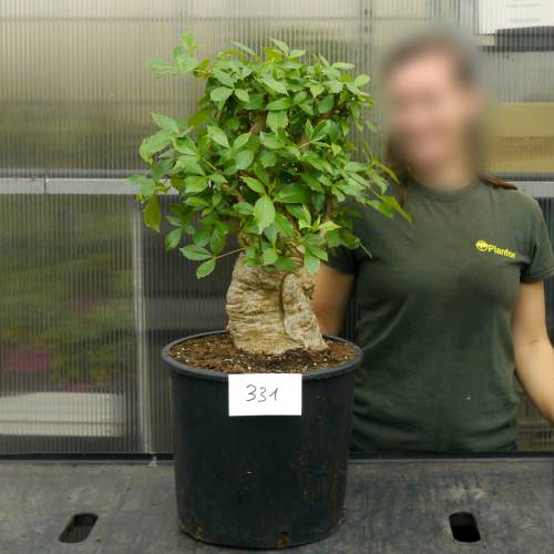 Baobab Specimen