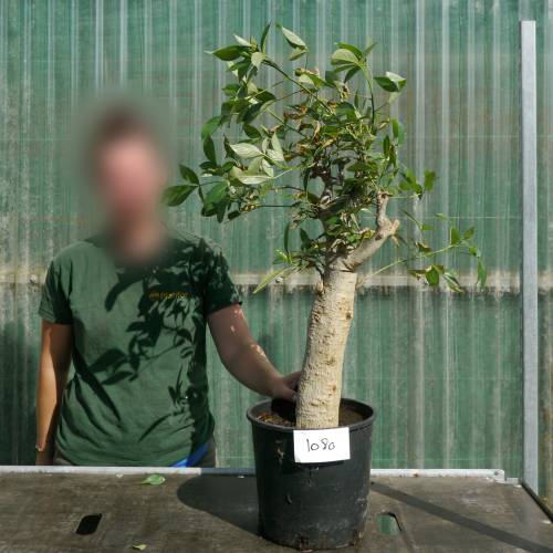 Baobab Specimen
