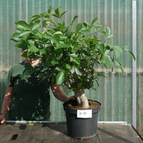 Baobab Specimen