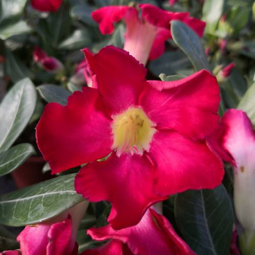 Rosa del desierto - Flores rojas