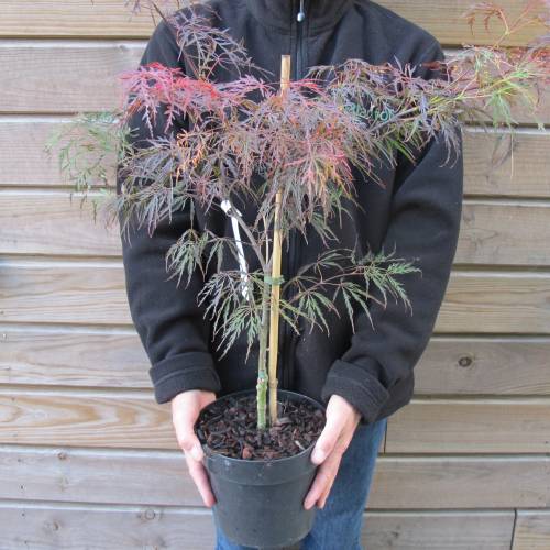 Arce japons 'Dissectum garnet'