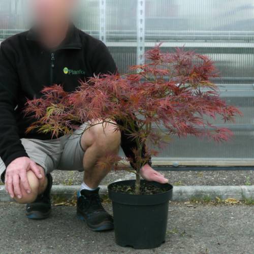 Arce japon�s 'Ornatum'