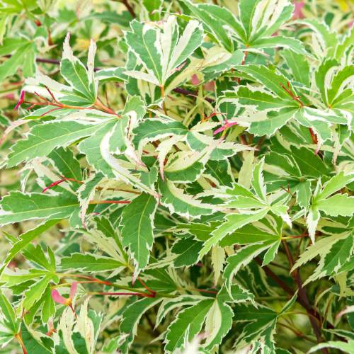 Arce japon�s 'Butterfly'