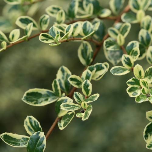 Azara con hojas variegadas