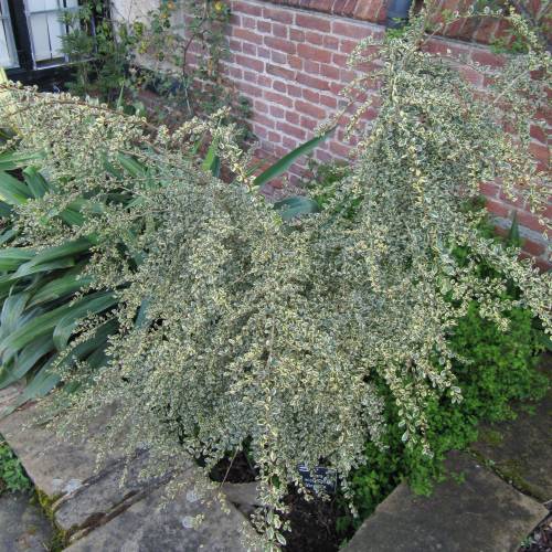Azara con hojas variegadas