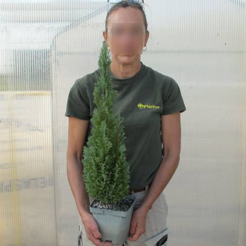 Ciprs de Lawson 'Ellwoodii'