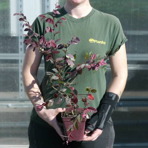 Loropetalum