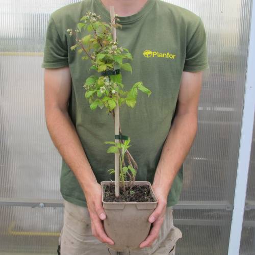 Frambueso 'Heritage'