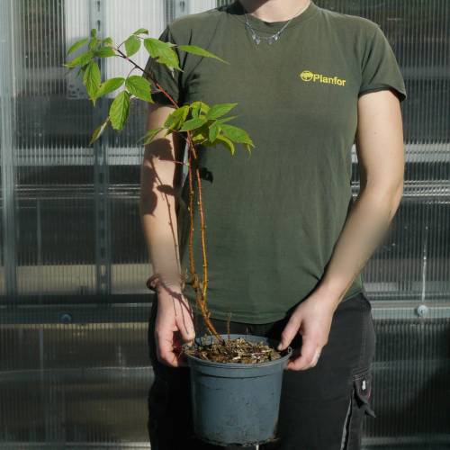 Frambueso 'Heritage'