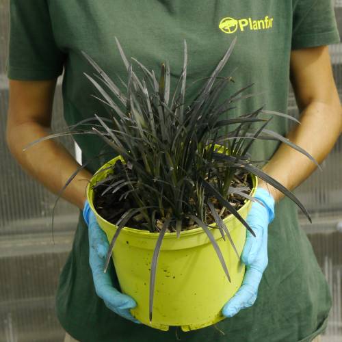 Ophiopogon negro