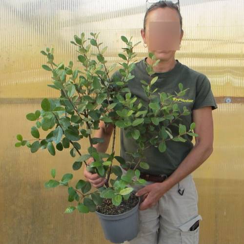 Feijoa