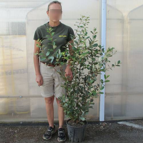 Feijoa
