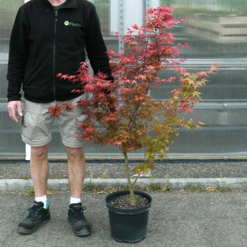 Arce japon�s 'Deshojo'