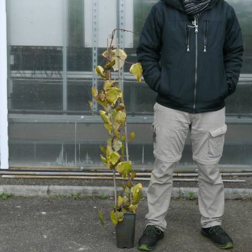 Hiedra de Colchide 'Dentata Variegata'