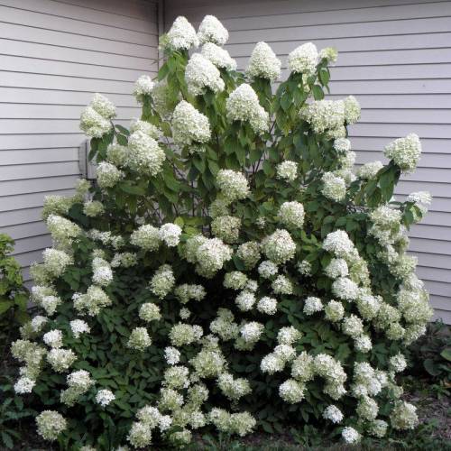 Hortensia de panículas 'Limelight'