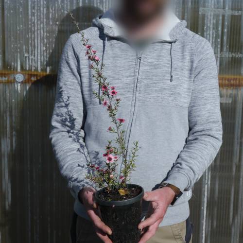 Leptospermum Rosa, Manuka Rosa