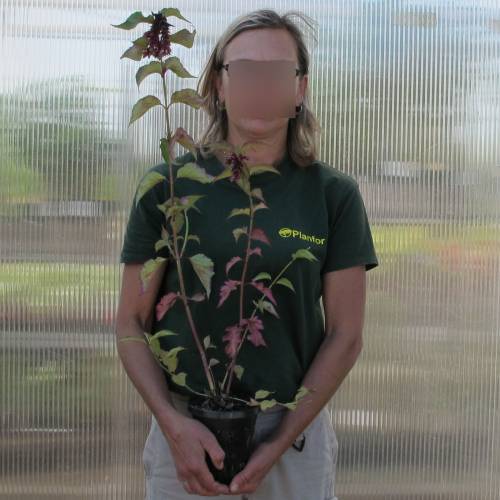 Leycesteria formosa 'Purple Rain'