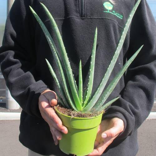 Aloe : venta / Aloe barbadensis