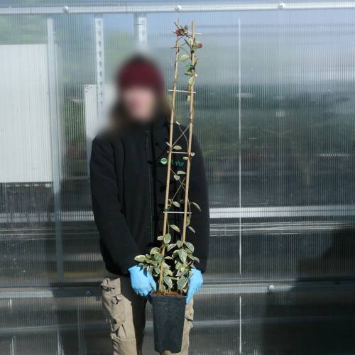 Jazmn estrellado de hojas variadas