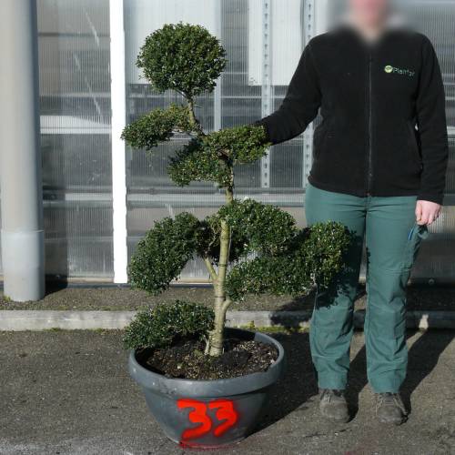 Acebo crenata podado