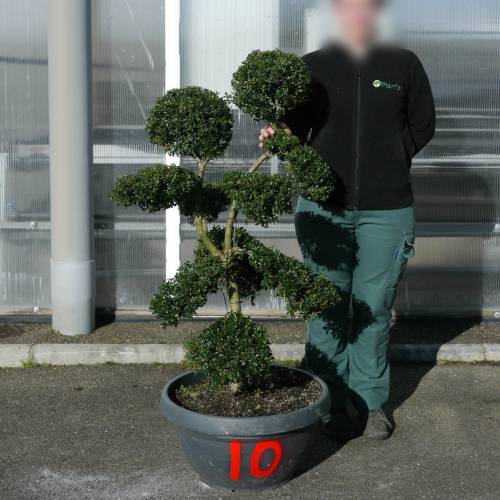 Acebo crenata podado