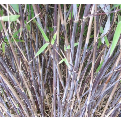 Bambú Fargesia nitida 'Black Pearl'
